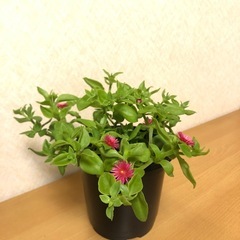 鉢植え ベビーサンローズ 赤花の画像