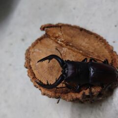 ノコギリクワガタ２ペアの画像