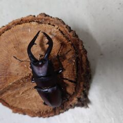 ノコギリクワガタ２ペアの画像