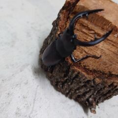 ノコギリクワガタ２ペアの画像