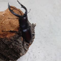 ノコギリクワガタ２ペアの画像