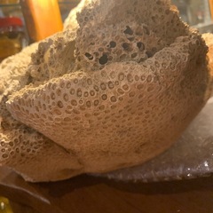 🉐一時値下げ中　珊瑚の仲間。、？飾り物置き物の画像