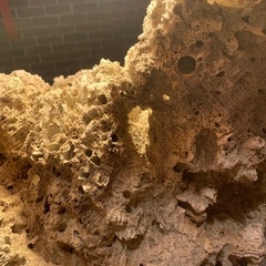 🉐一時値下げ中　珊瑚の仲間。、？飾り物置き物の画像