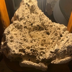 🉐一時値下げ中　珊瑚の仲間。、？飾り物置き物