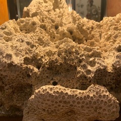 🉐一時値下げ中　珊瑚の仲間。、？飾り物置き物の画像