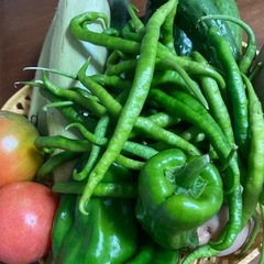 夏野菜の画像