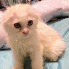 ❸ナデナデ大好きな折れ耳スコティッシュの子猫ちゃんです