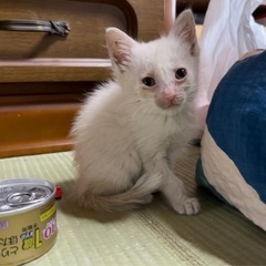 この子の里親さんになってくれませんか？