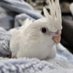 オカメインコ アルビノ WFルチノー 募集中