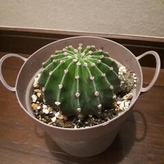 サボテン🌵タンゲマル　多肉植物　