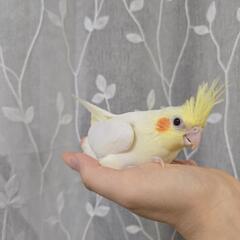 オカメインコ ルチノー 募集中