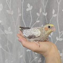 オカメインコ ドミナントシルバーパール 募集中