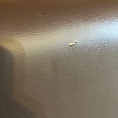 カウチソファ　の画像
