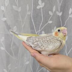 オカメインコ ドミナントシルバーシナモンパールパイド 募集中
