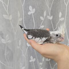 オカメインコ WFパイド 募集中
