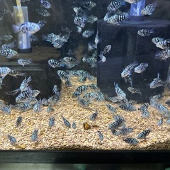 🐠ブルータイガーパロット全長±2〜3㎝ 1匹100円 10匹以上で1匹80円 熱帯魚 シクリッド No.6の画像