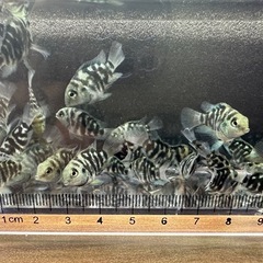 🐠ブルータイガーパロット全長±2〜3㎝ 1匹100円 10匹以上で1匹80円 熱帯魚 シクリッド No.6の画像