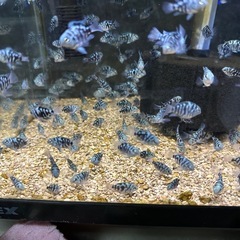 🐠ブルータイガーパロット全長±2〜3㎝ 1匹100円 10匹以上で1匹80円 熱帯魚 シクリッド No.6の画像