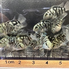 🐠ブルータイガーパロット全長±1.5㎝ 1匹100円 10匹以上...