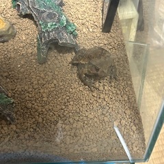 ヒキガエル