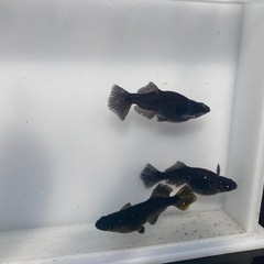 カイジ　稚魚　20匹