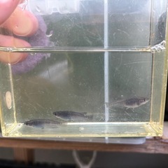 メダカ稚魚