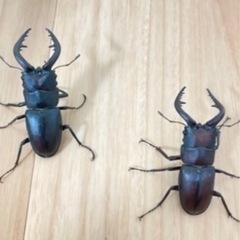 ノコギリクワガタ　オス、メス、ペア