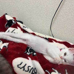 色っぽい白子猫ちゃん😘マヤちゃん