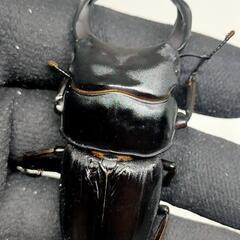 能勢YGオオクワガタ新成虫　♂76ミリと♀49.5ミリ　1ペア　未後食
