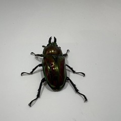 ニジイロクワガタの画像