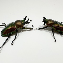 ニジイロクワガタの画像