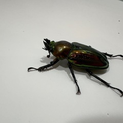 ニジイロクワガタの画像