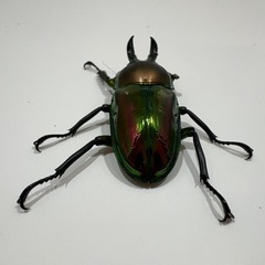 ニジイロクワガタの画像