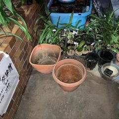 空鉢交換所の方式変更模索中の為暫くお待ちください。