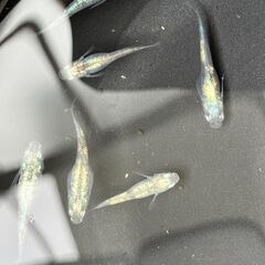 ①黒百式メダカの稚魚（１cm前後）７匹（容器付き：３枚目写真）