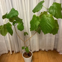 【お譲り先決定】ウンベラータ（観葉植物）