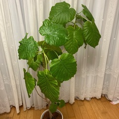 【お譲り先決定】ウンベラータ（観葉植物）の画像