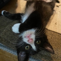 元気いっぱいの子猫🐈‍⬛の家族募集中！