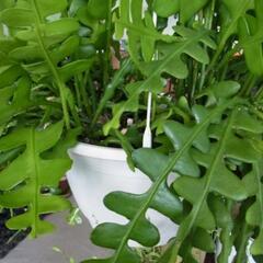 エピフィラム アングリガー フィッシュボーンカクタス 多肉植物　挿し穂の画像