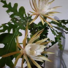 エピフィラム アングリガー フィッシュボーンカクタス 多肉植物　挿し穂の画像