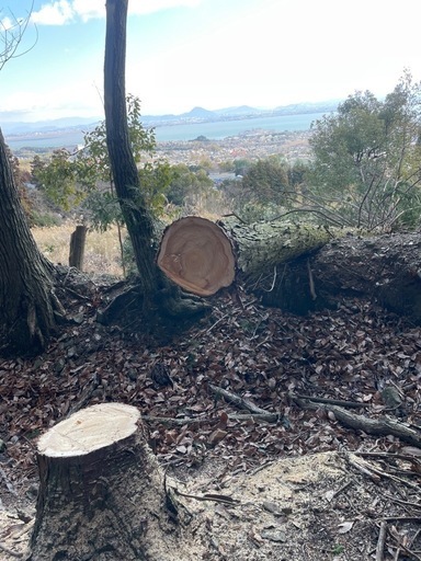 ひのき 木材 切り株 原木 
天然木