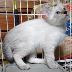 可愛いシャムとら子猫ちゃん