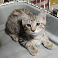 可愛いお顔のキジとら子猫ちゃん🐱