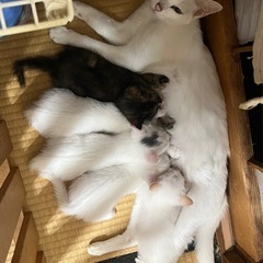 子猫差し上げます