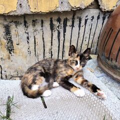 三毛猫　メス×2匹