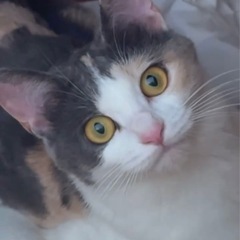 活発で甘えん坊な女の子🎀ミミちゃん🤍