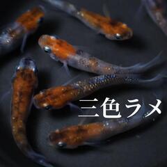 三色ラメ メダカの卵 20個＋α(保証分) めだか たまご 紅白...