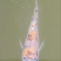 めだか　三色ラメ　卵の画像