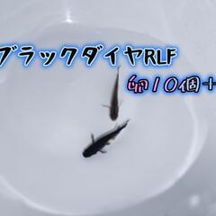 ②ブラックダイヤRLF メダカの卵10個＋α