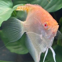 熱帯魚エンゼルの画像